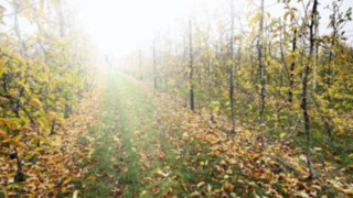 Die Obstbaumschule Carolus Tree in Limburg.  Ein Weg bei der Obstbaumschule.